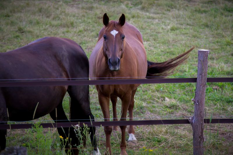 Equine Fence Repair